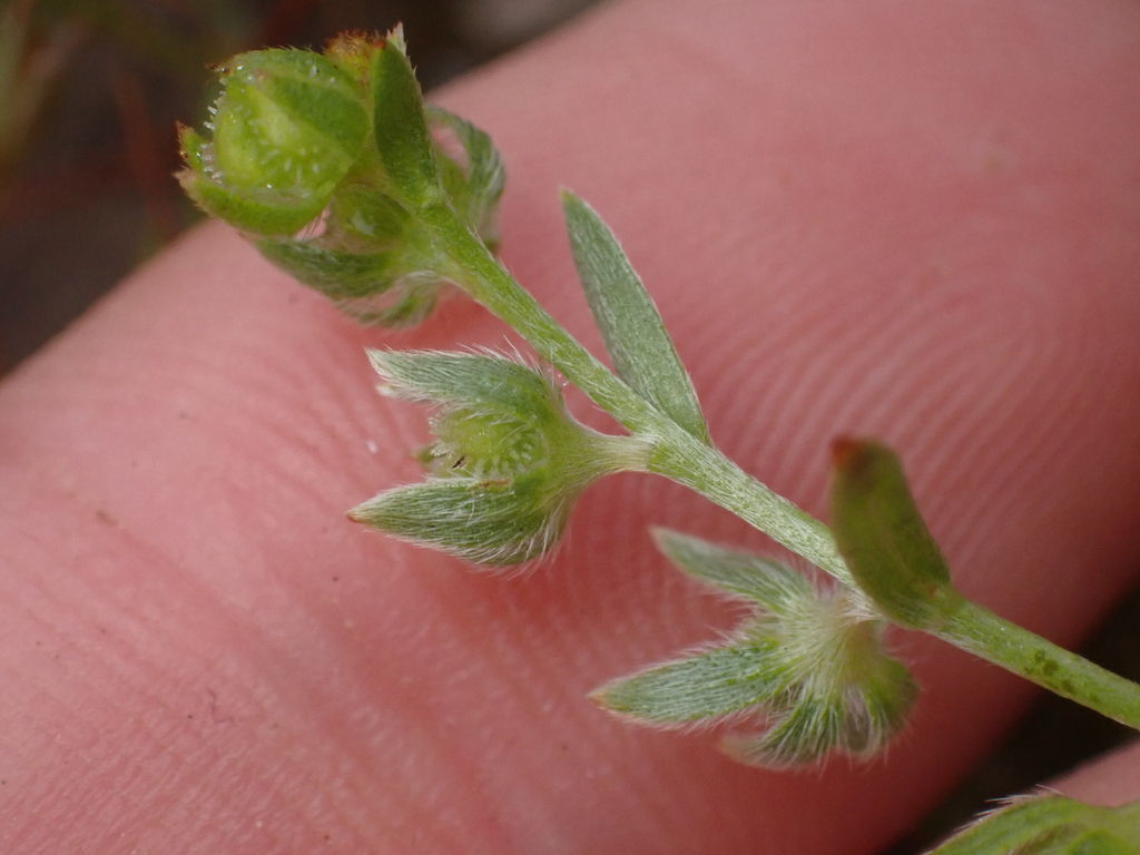 Plagiobothrys hystriculus (Bearded popcornflower), native California herb