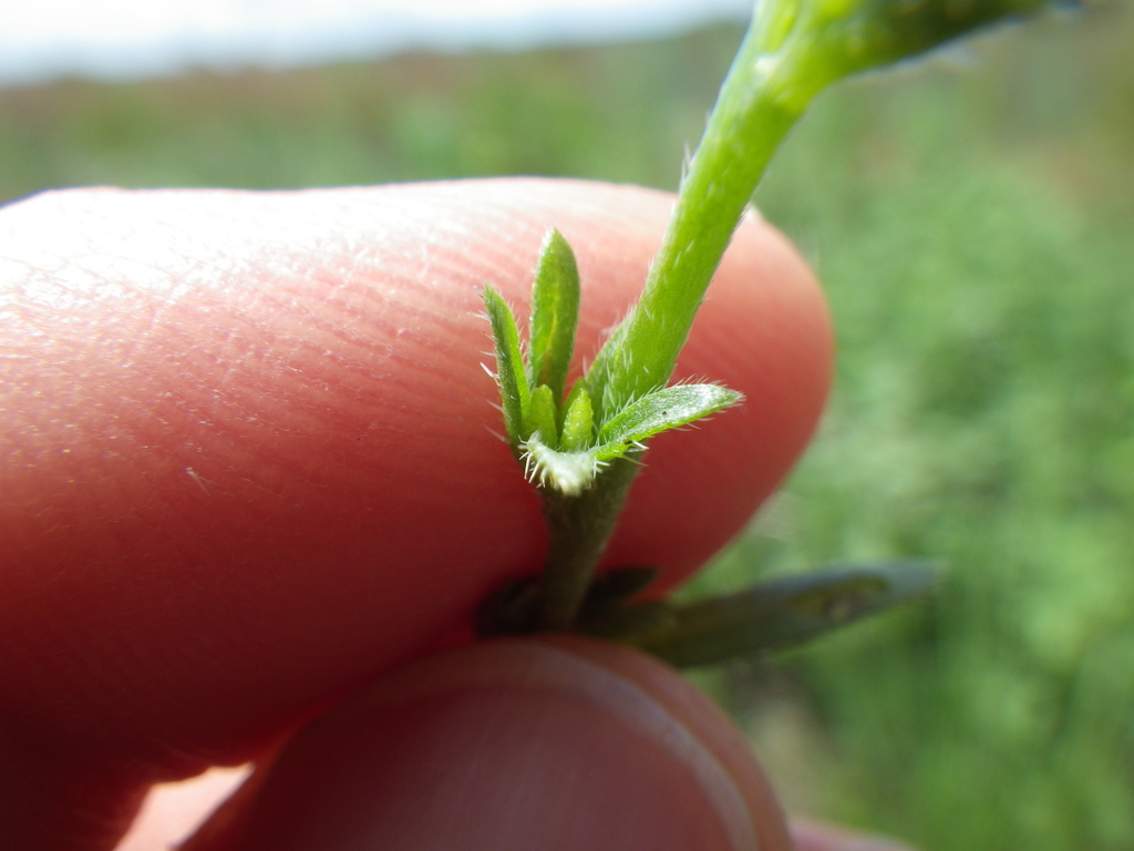 Plagiobothrys leptocladus (Alkali plagiobothrys), native California herb