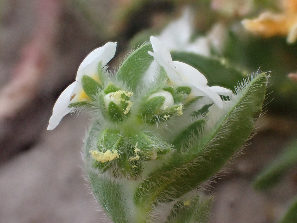 Plagiobothrys mollis var. mollis (Downy popcorn flower), native California herb