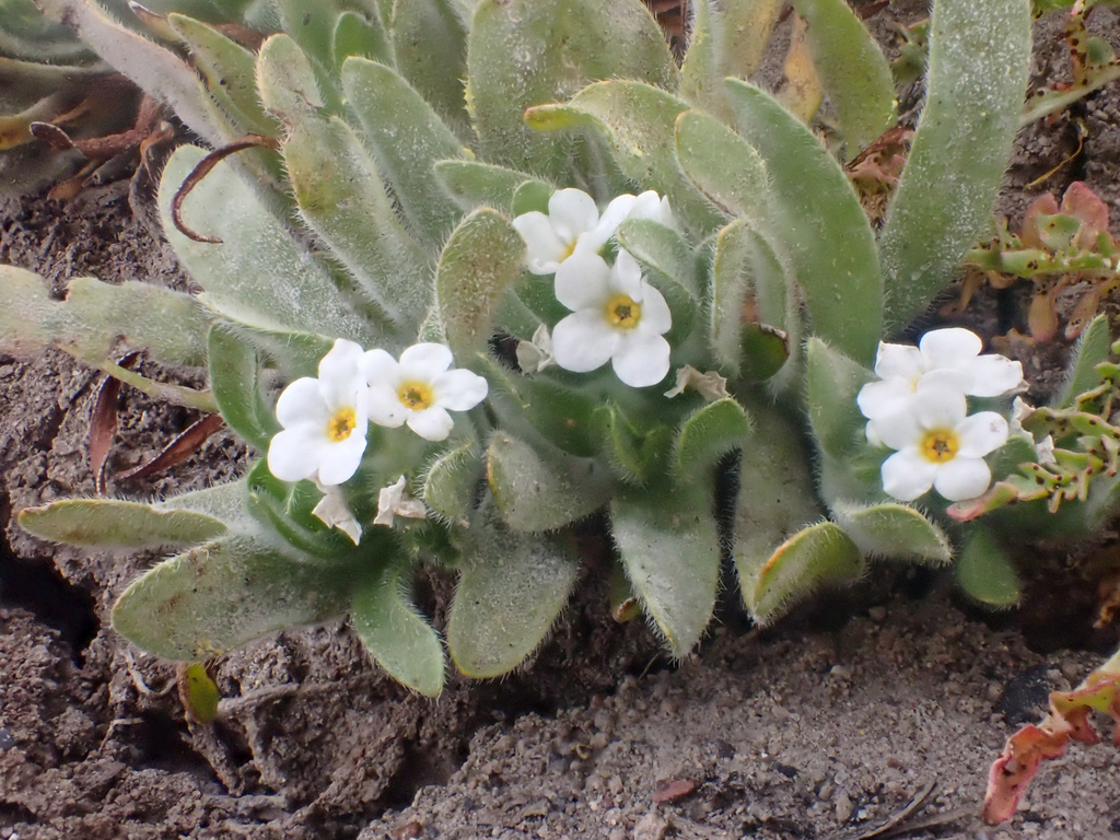 Plagiobothrys mollis var. vestitus (Petaluma popcornflower), native California herb