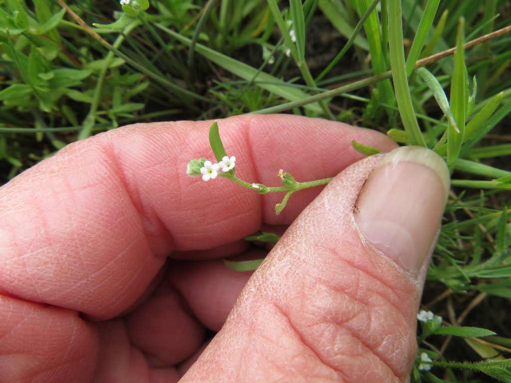 Plagiobothrys nitens (Shiny-nutlet popcornflower), native California herb