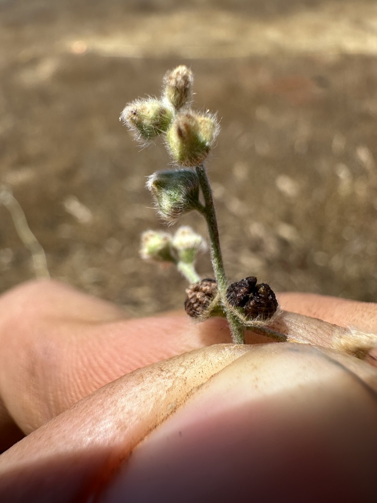 Plagiobothrys nothofulvus (Rusty popcornflower), native California herb
