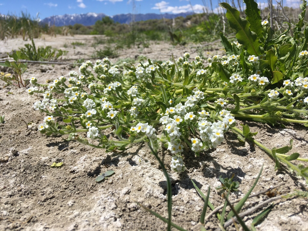 Plagiobothrys parishii (Parish's popcornflower), native California herb
