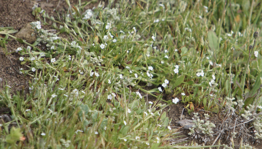 Plagiobothrys reticulatus — parent species of Plagiobothrys reticulatus var. reticulatus