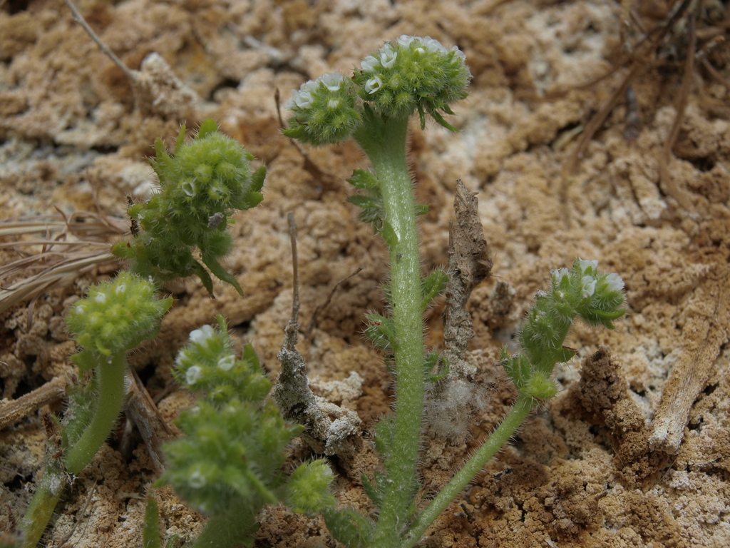Plagiobothrys salsus (Desert popcornflower), native California herb