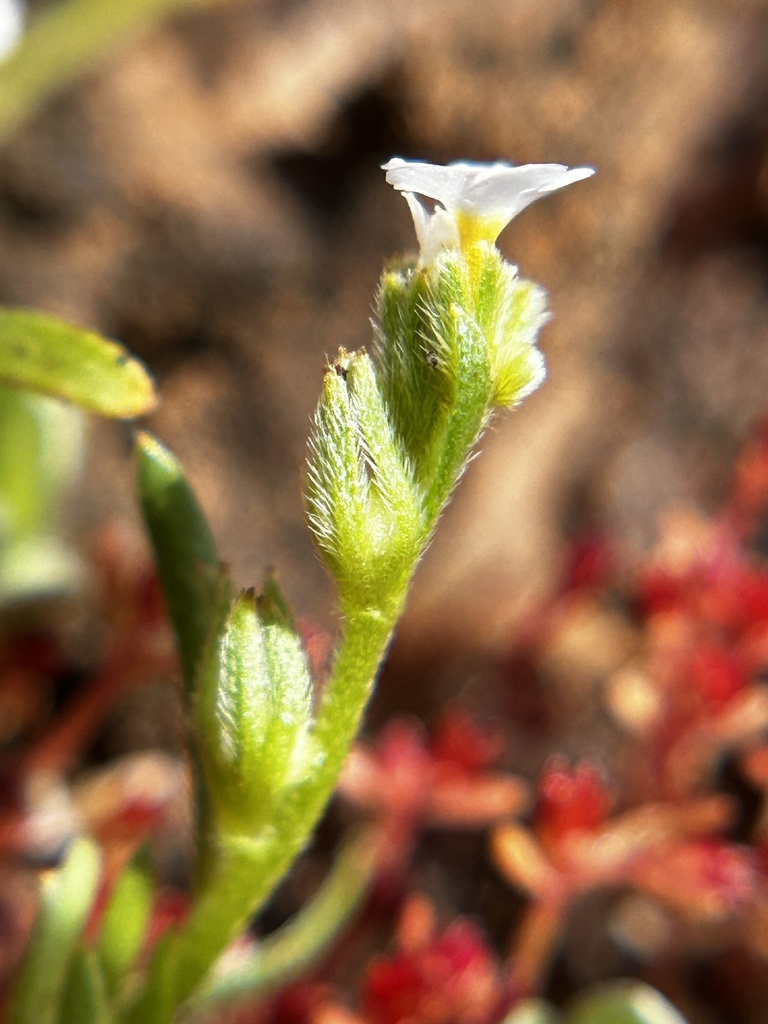 Plagiobothrys scriptus (Scridgee's popcornflower), native California herb