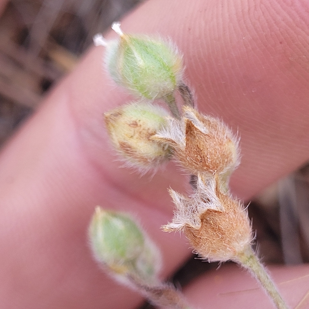 Plagiobothrys shastensis (Shasta popcornflower), native California herb
