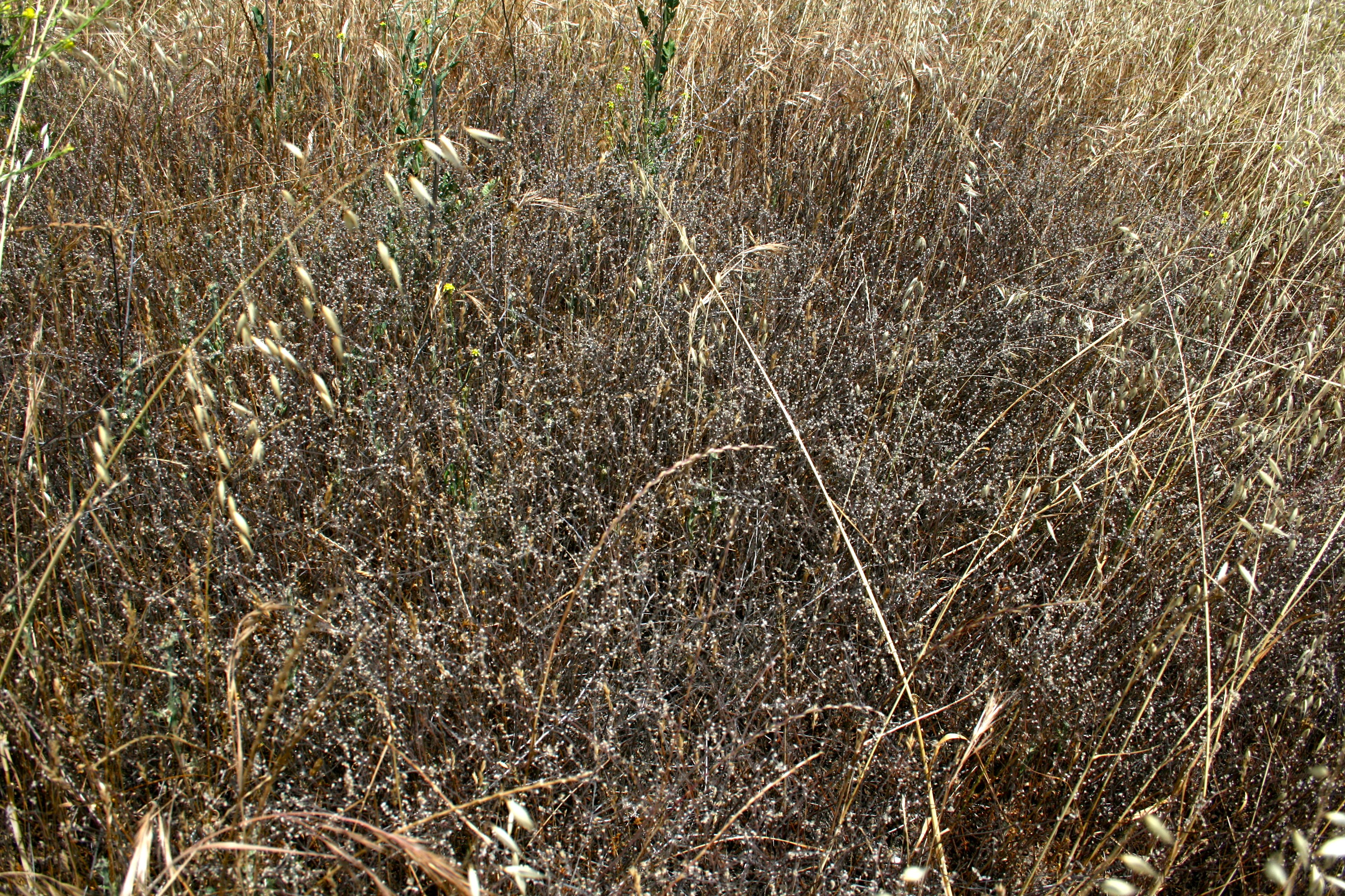 Plagiobothrys sp. (Popcornflower), native California perennial