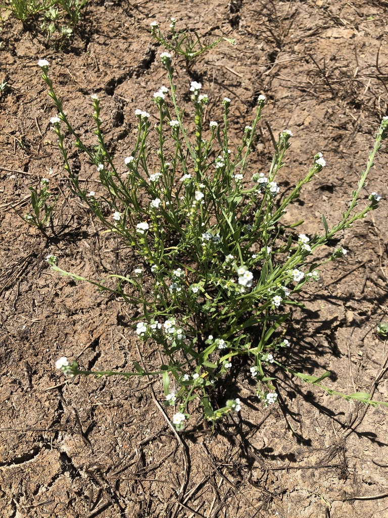 Plagiobothrys stipitatus (Great valley popcornflower), native California herb