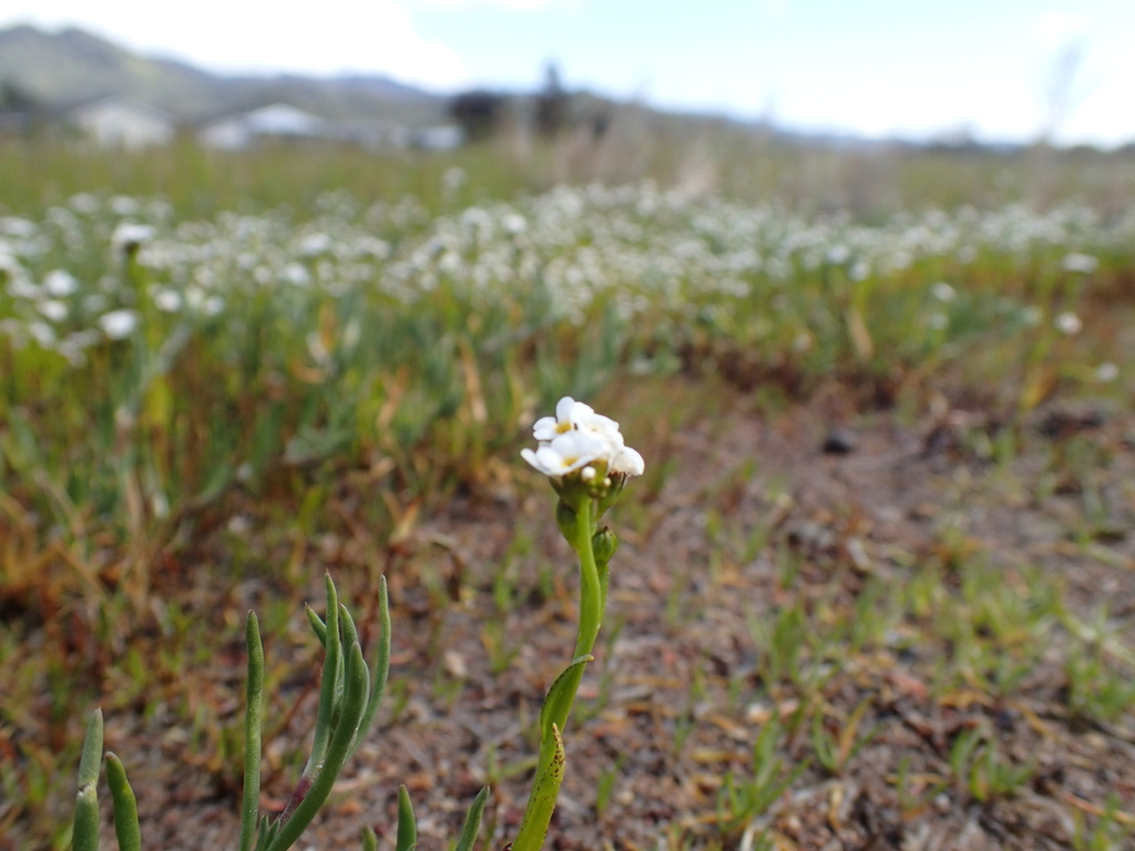 Plagiobothrys strictus (Calistoga popcornflower), native California herb