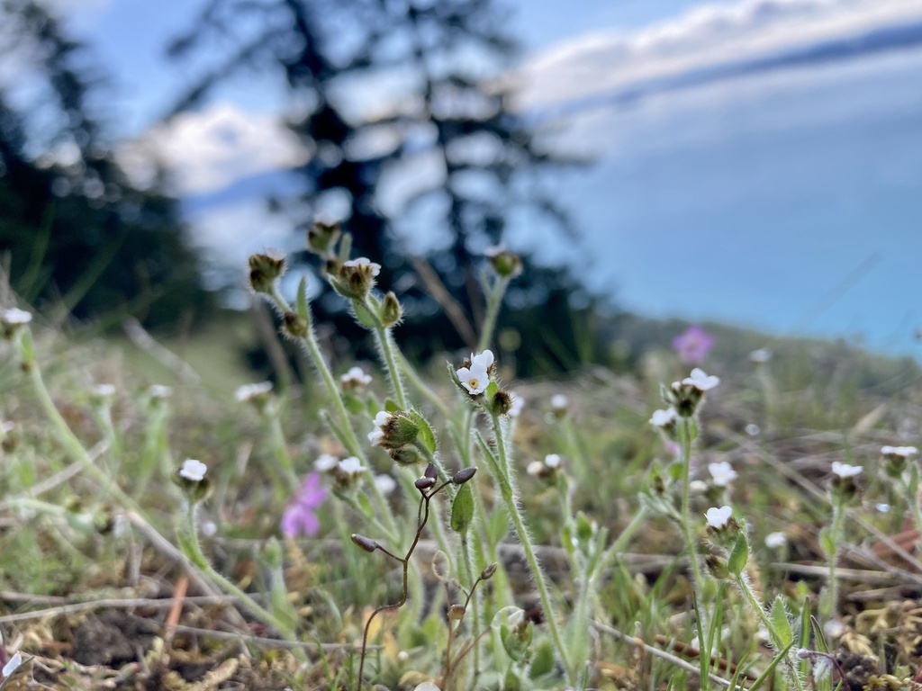 Plagiobothrys tenellus (Pacific popcornflower), native California herb