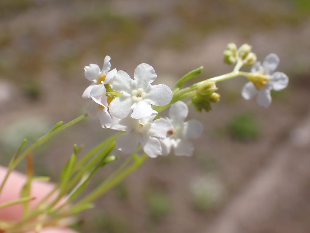 Plagiobothrys tener var. subglaber (Serpentine popcornflower), native California herb