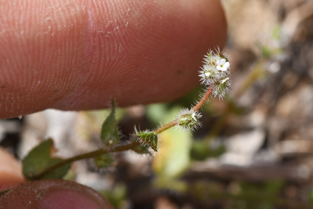 Plagiobothrys uncinatus (Hooked popcornflower), native California herb