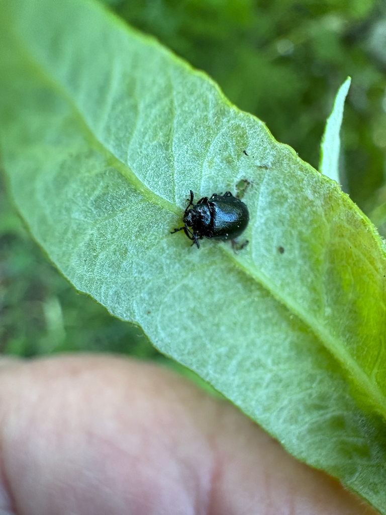 Plagiodera californica (California Willow Leaf Beetle), California species