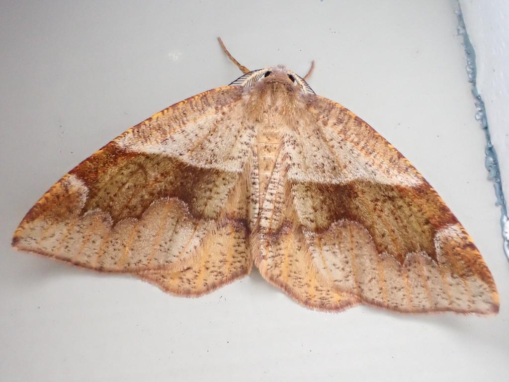 Plagodis pulveraria (American Barred Umber), California species