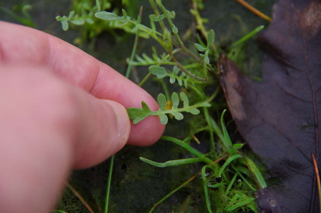 Planodes virginica, non-native California herb
