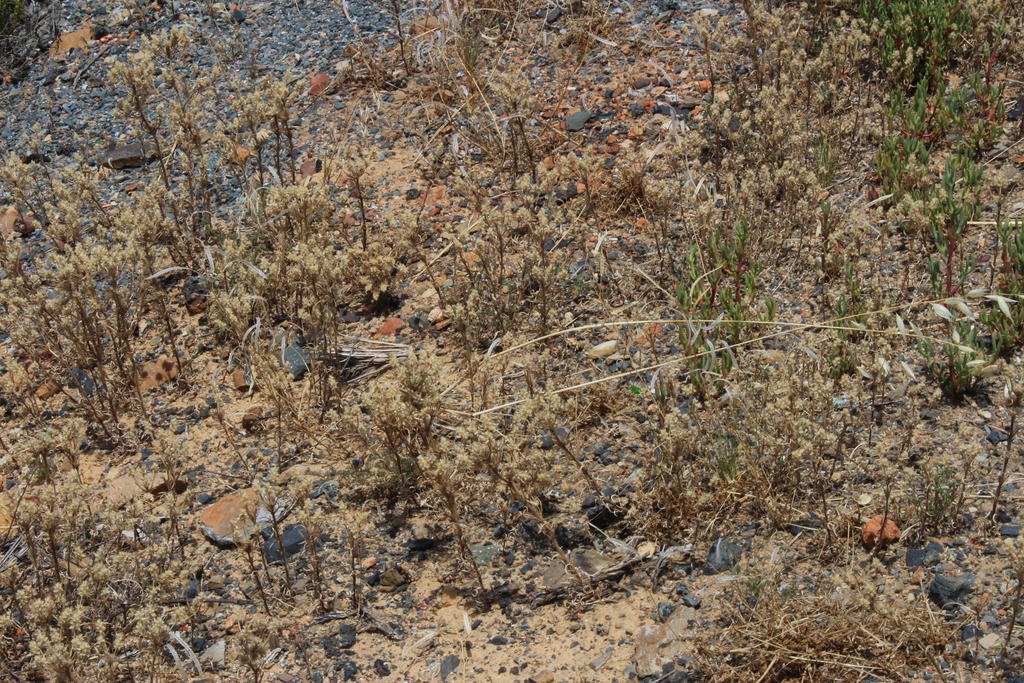 Plantago arenaria (Indian plantain), non-native California herb