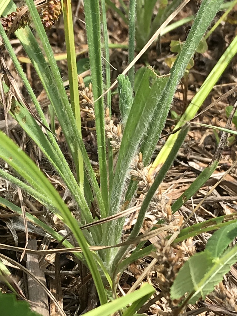 Plantago aristata (Bristly plantain), non-native California herb