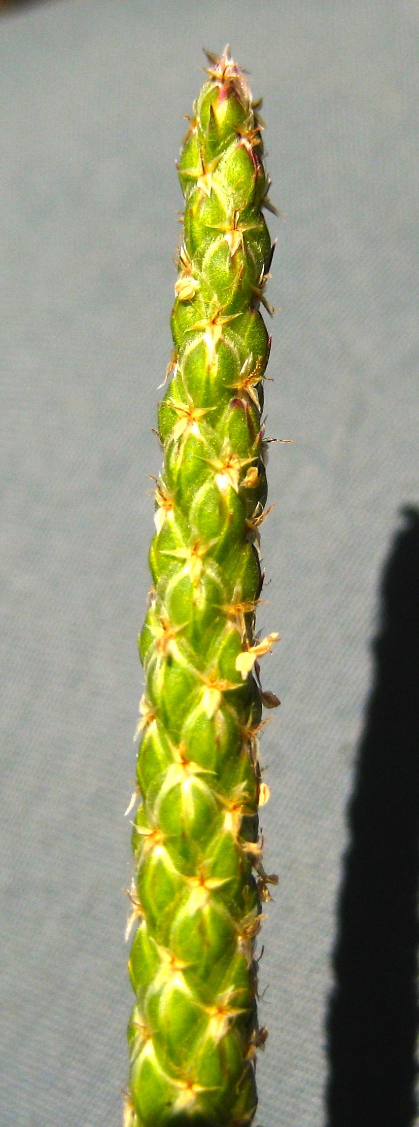 Plantago coronopus (Buckhorn plantain), non-native California herb