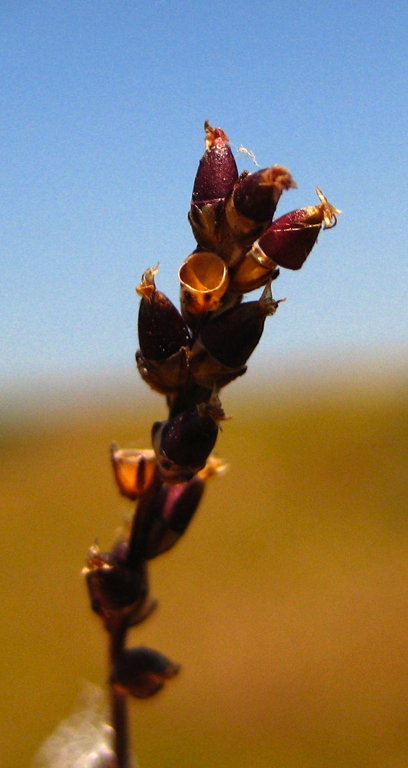 Plantago elongata (Annual coast plantago), native California herb