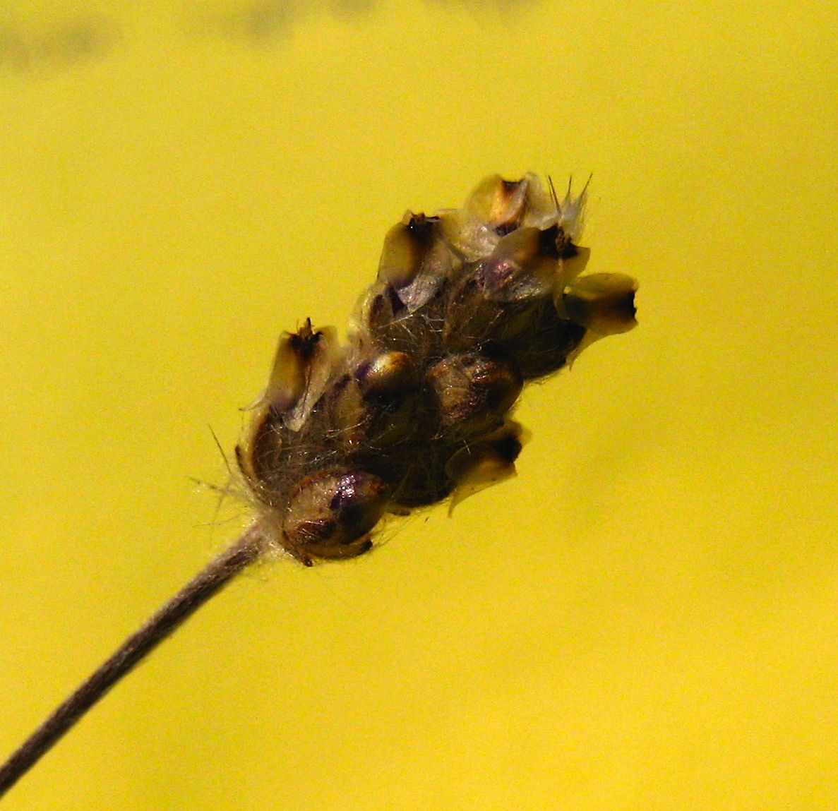 Plantago erecta (California plantain), native California herb