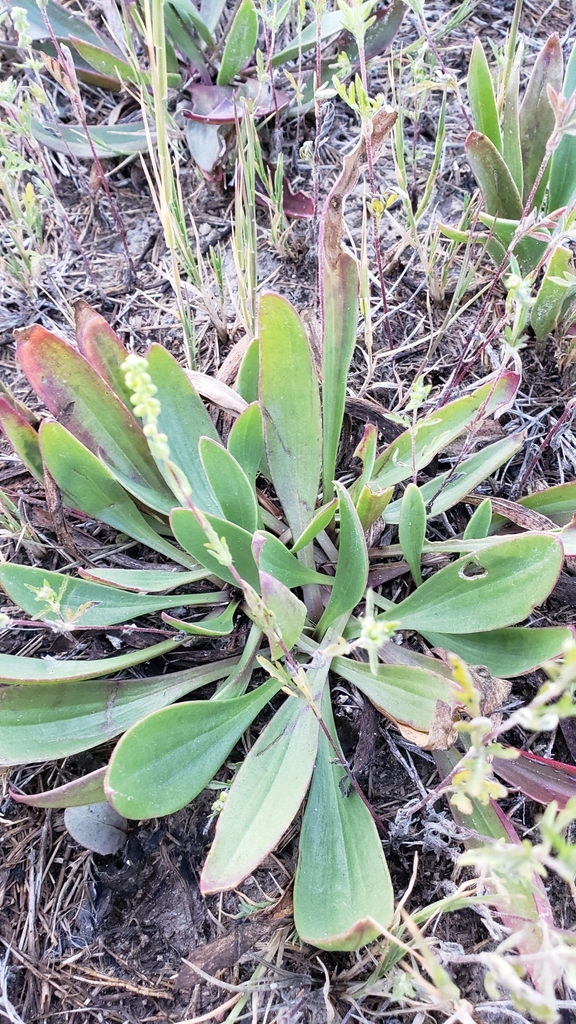 Plantago eriopoda (Hairy fruited plantain), native California herb