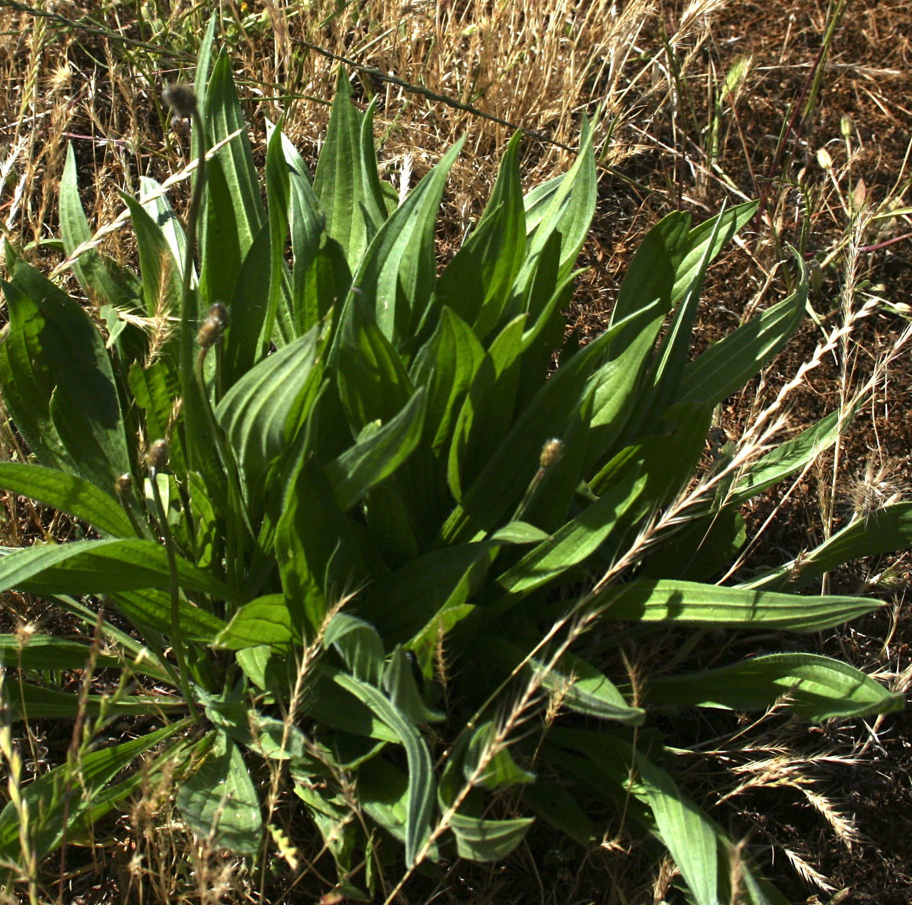 Plantago lanceolata (English plantain), non-native California herb