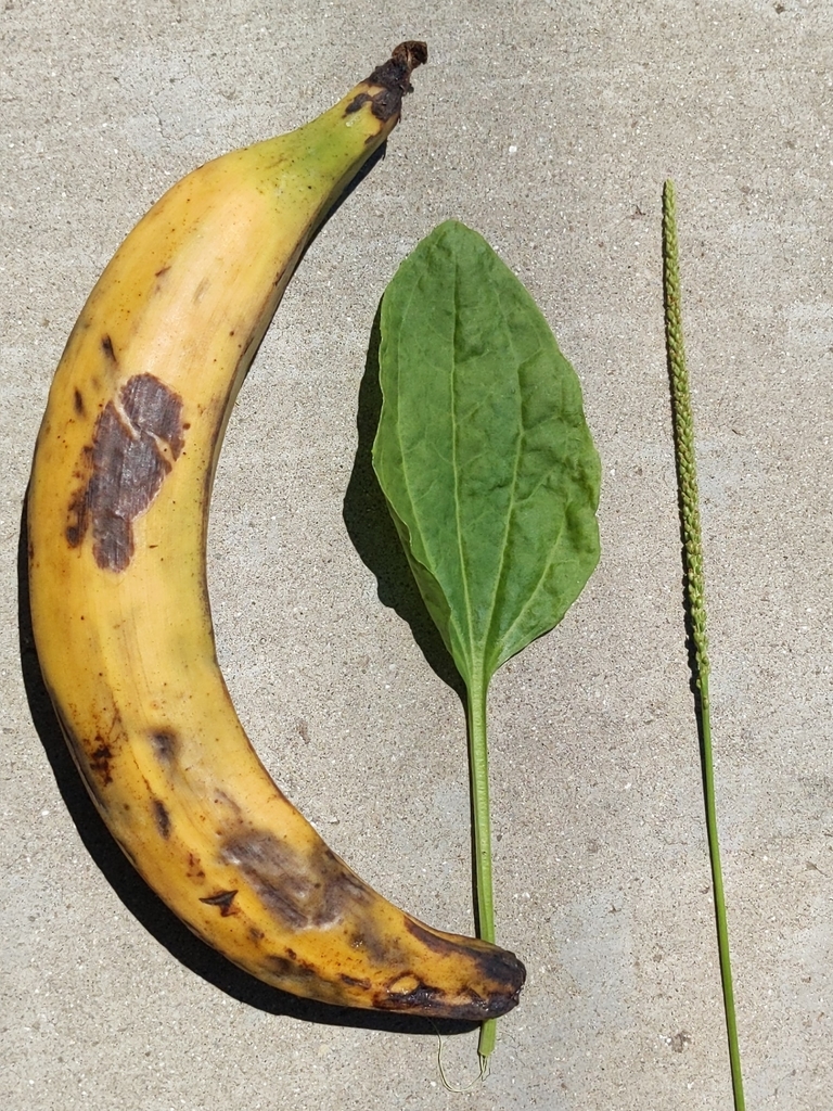 Plantago major (Common plantain), non-native California herb
