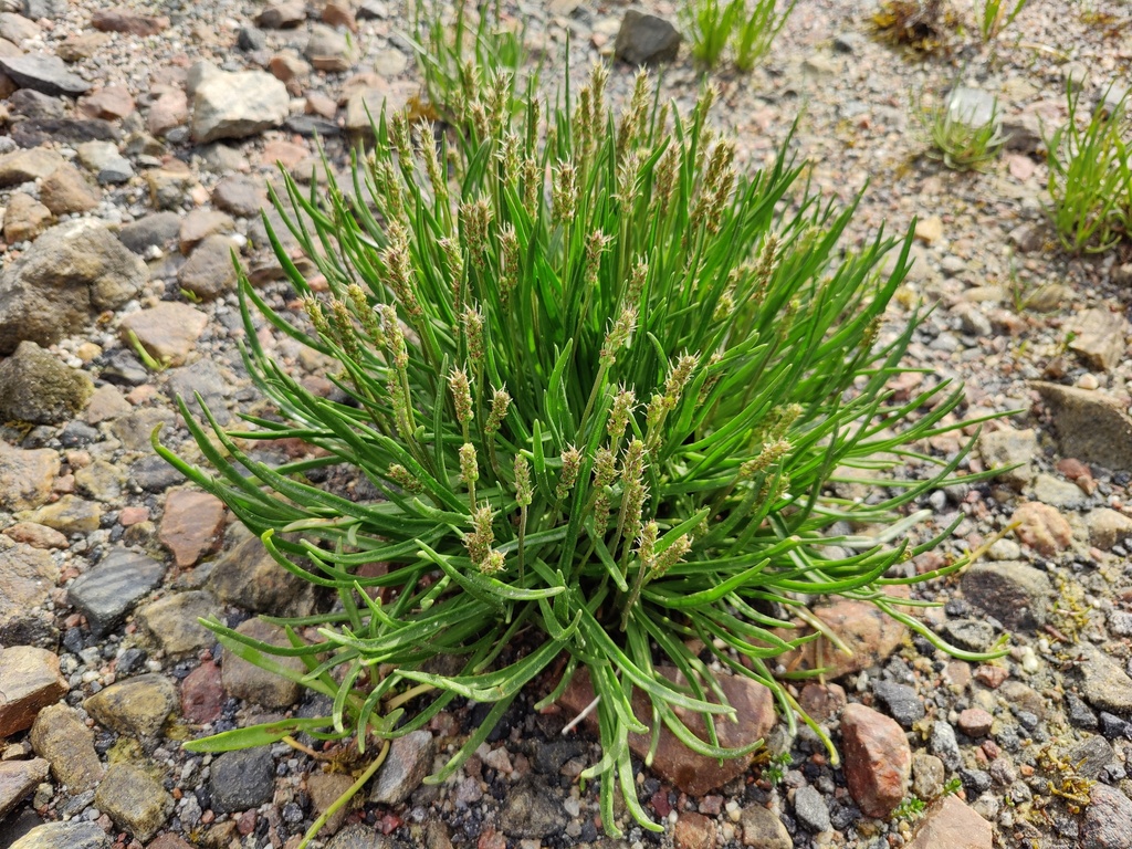 Plantago maritima (Alkali plantain), native California herb