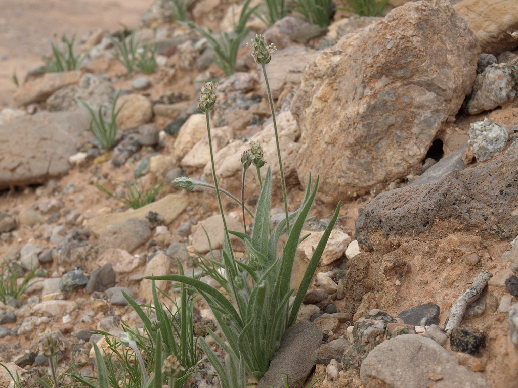Plantago ovata (Desert indianwheat), native California herb