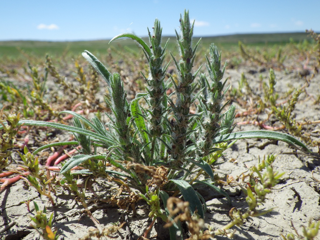 Plantago patagonica (Patagonia plantain), native California herb