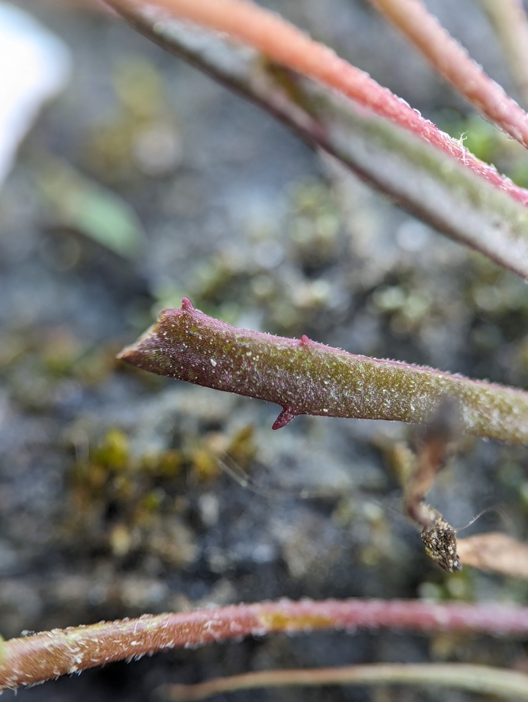 Plantago pusilla (Dwarf plantain), non-native California herb