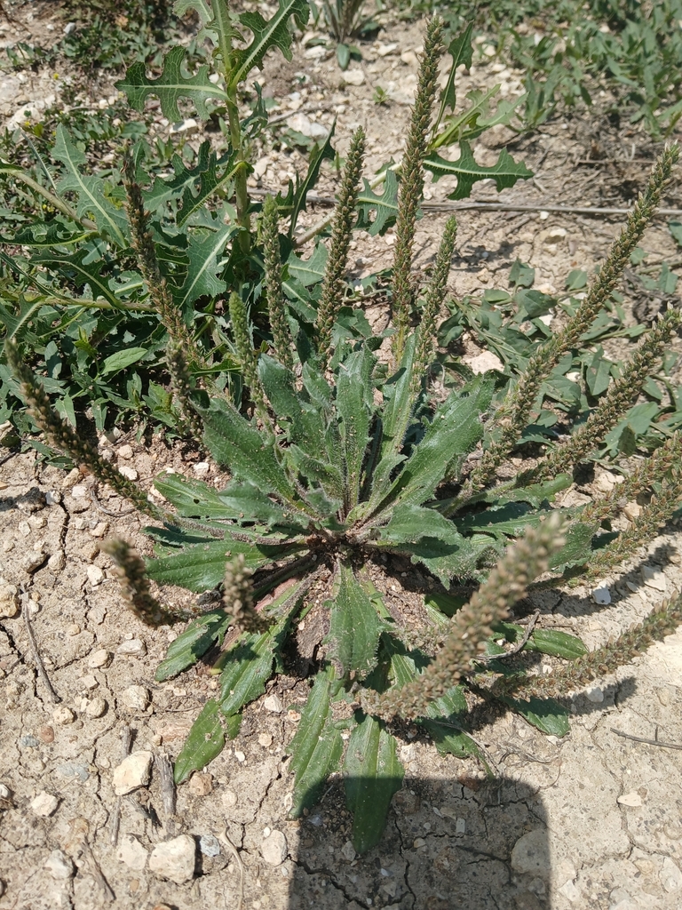 Plantago rhodosperma (Redseed plantain), native California herb