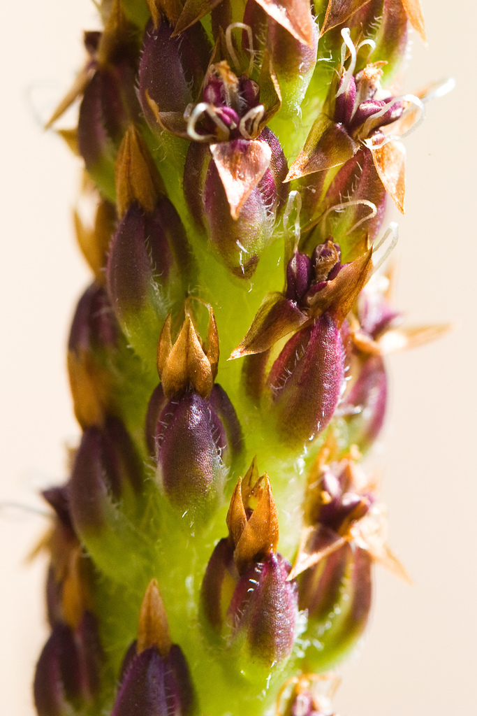 Plantago subnuda (Mexican plantain), native California herb