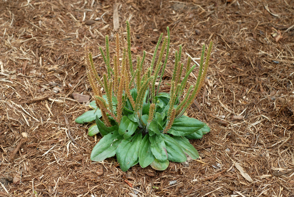 Plantago virginica (Dwarf plantain), non-native California herb