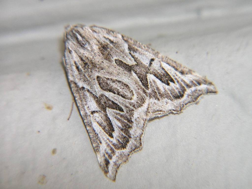 Plataea californiaria, California species