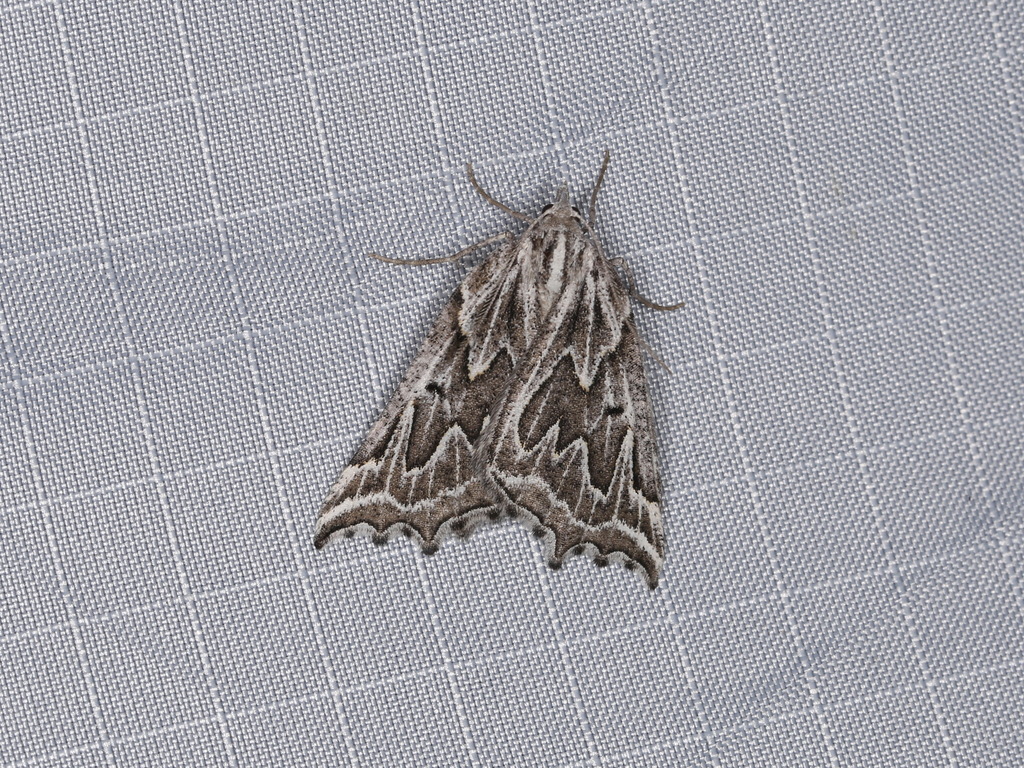 Plataea personaria (Personate Moth), California species