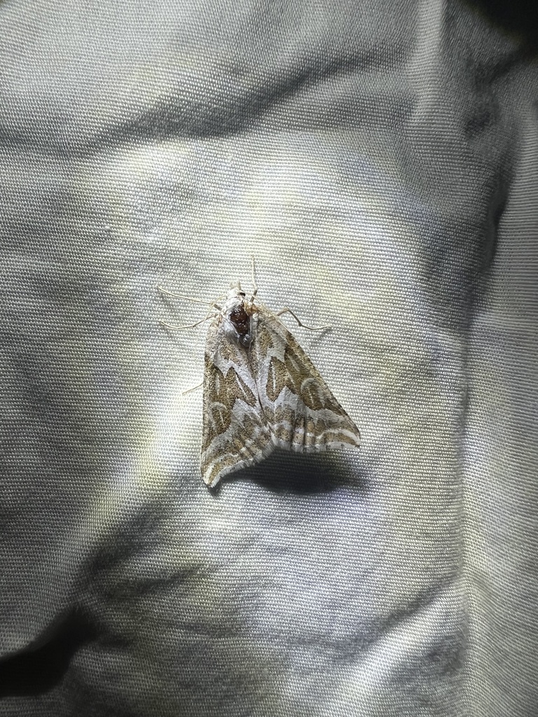 Plataea trilinearia (Sagebrush Girdle Moth), California species
