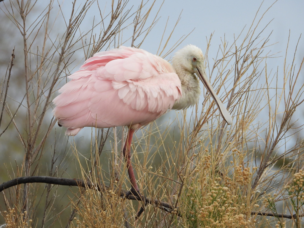 Platalea ajaja (Roseate Spoonbill), California species