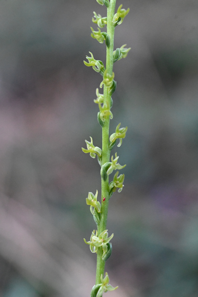 Platanthera colemanii (Coleman's rein-orchid), native California herb