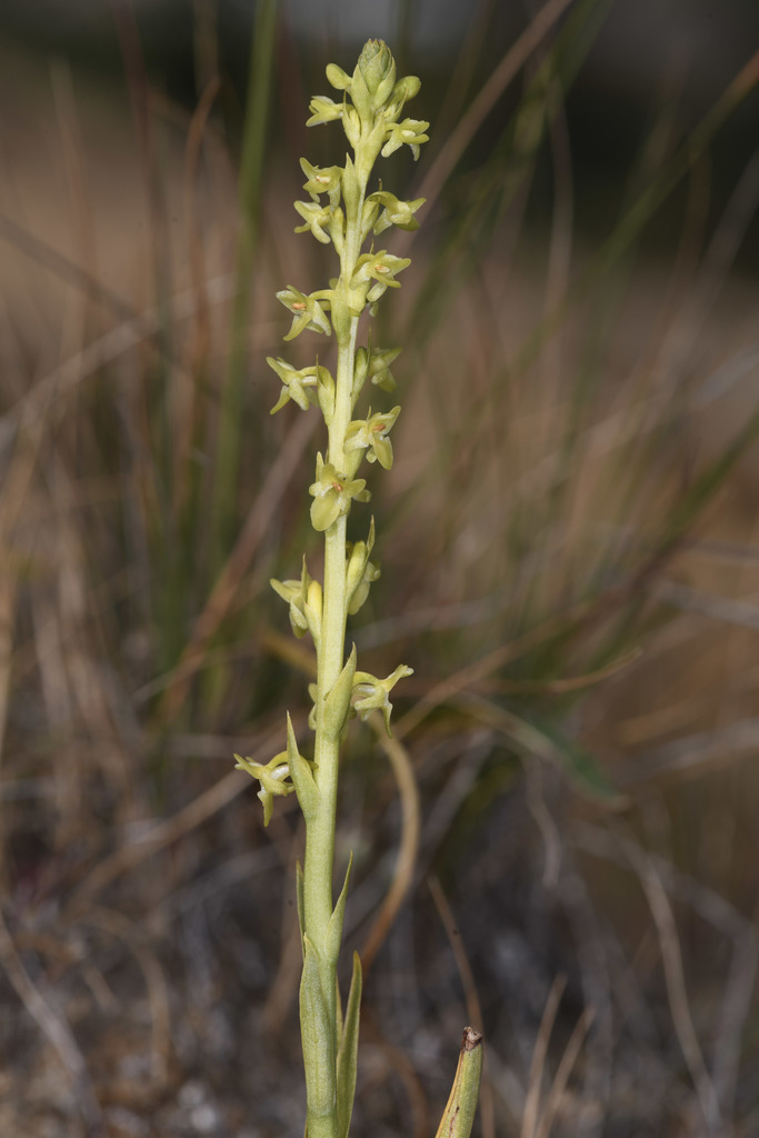 Platanthera cooperi (Chaparral rein-orchid), native California perennial