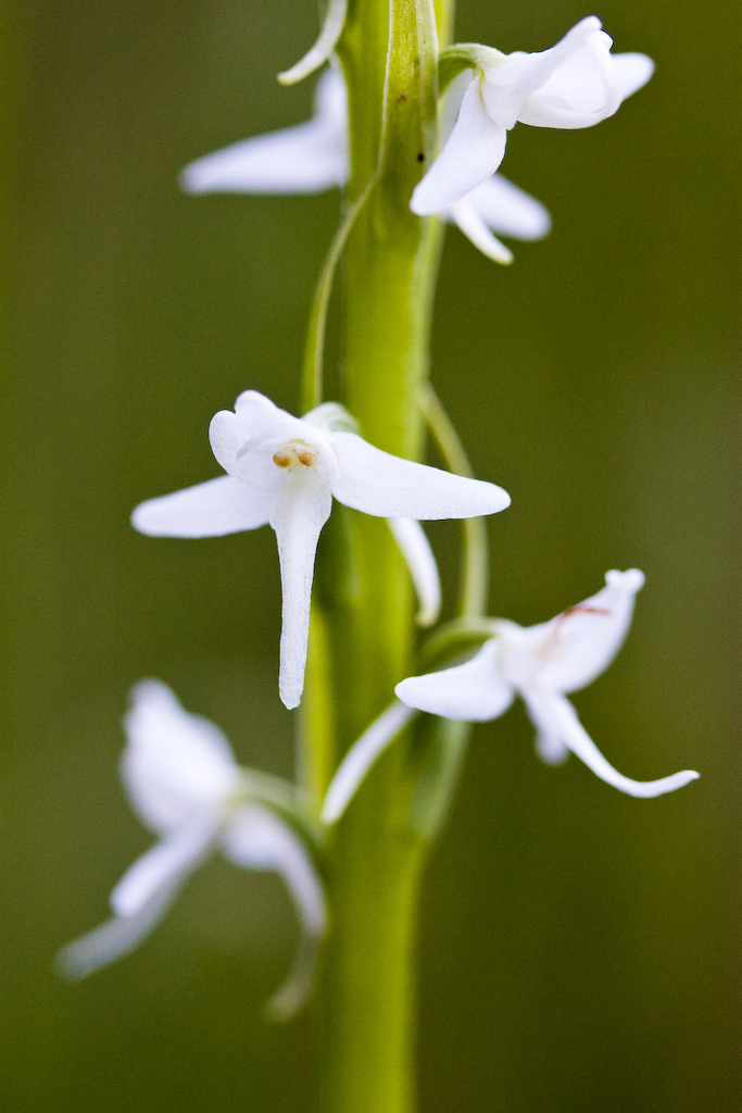 Platanthera dilatata var. leucostachys (White-flowered bog-orchid), native California herb