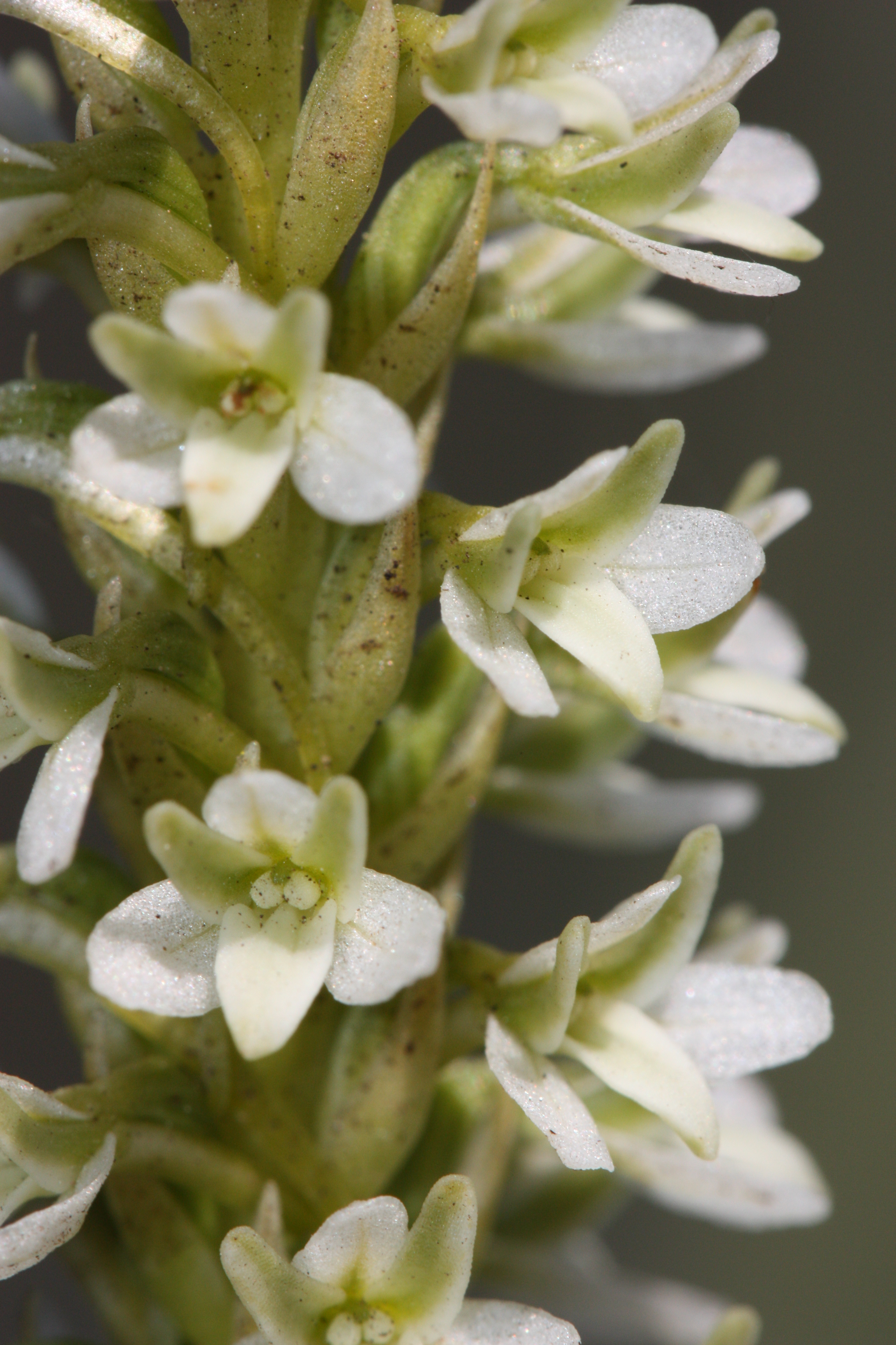 Platanthera elegans subsp. elegans (Coast piperia), native California herb