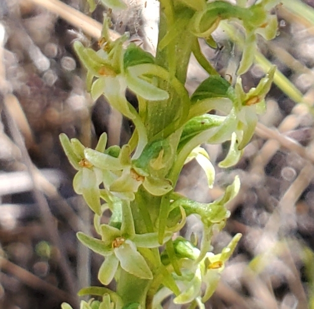 Platanthera elongata (Chaparral orchid, wood rein-orchid), native California herb