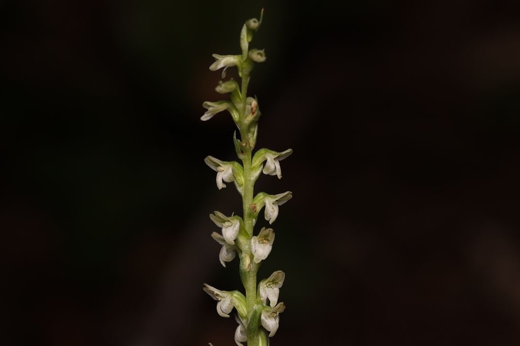Platanthera ephemerantha (White-flowered rein-orchid), native California herb
