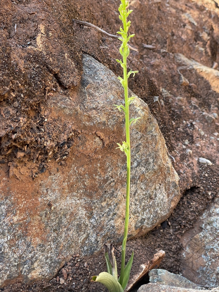 Platanthera leptopetala (Narrow-petaled rein-orchid), native California herb
