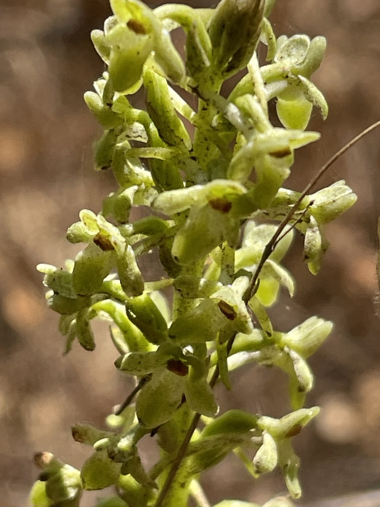 Platanthera michaelii (Michael's rein-orchid), native California herb