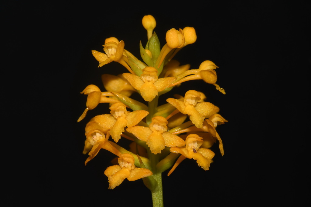 Platanthera sp. (Bog-orchid), native California perennial