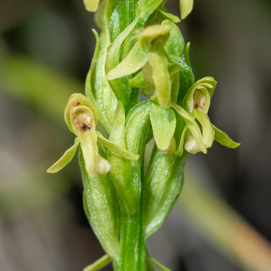 Platanthera stricta (Slender bog-orchid), native California herb