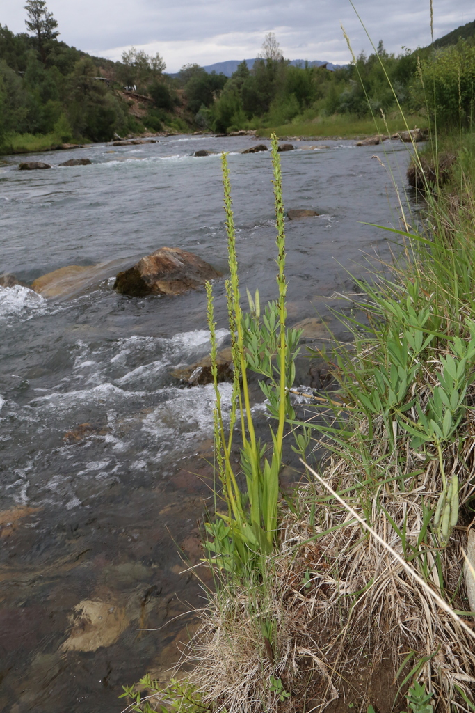 Platanthera tescamnis (Green flowered bog orchid), native California herb